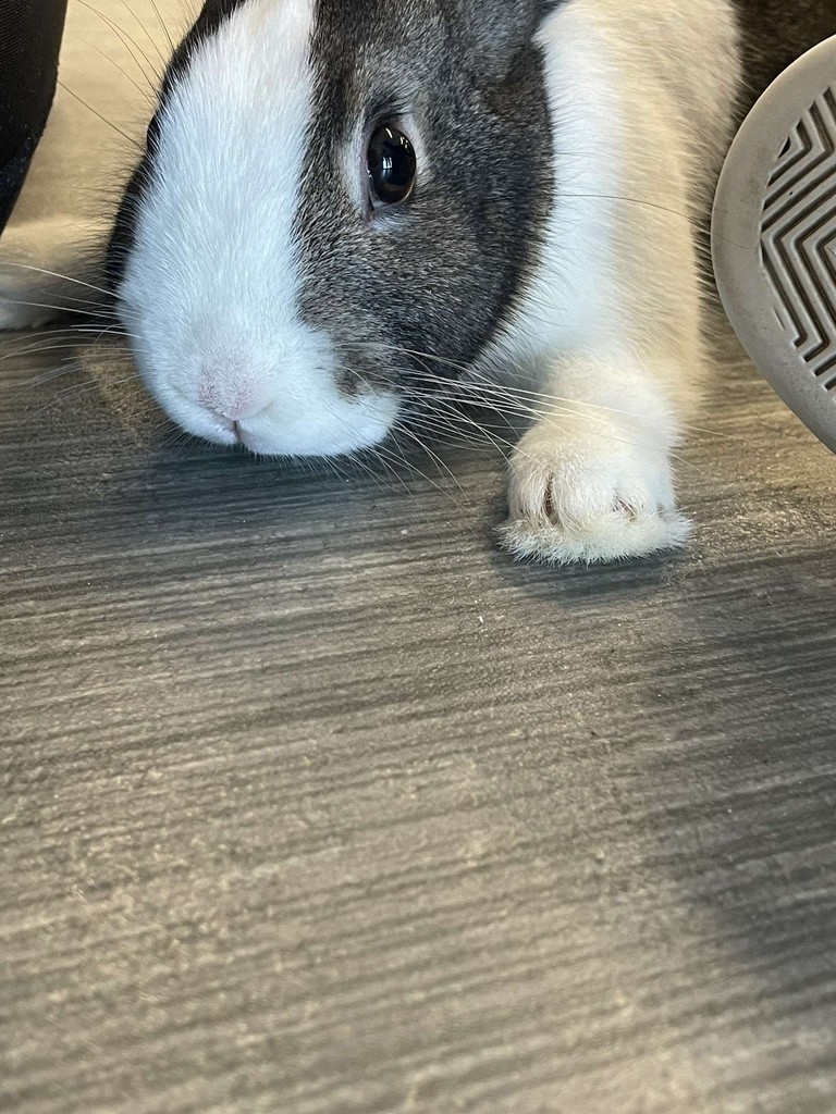 bunny